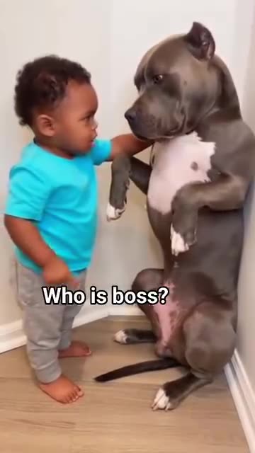 dog funny video