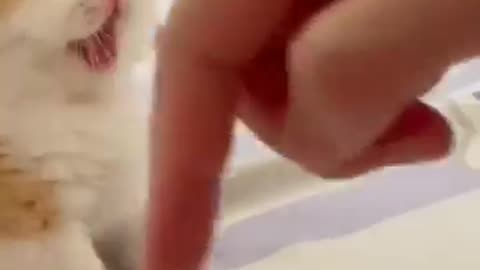 Cute kitten 🥰🐾