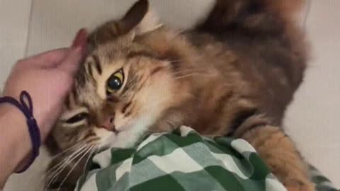 Cat： Mom, pet me quickly