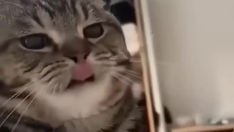 Funny Cat Fails #catfails