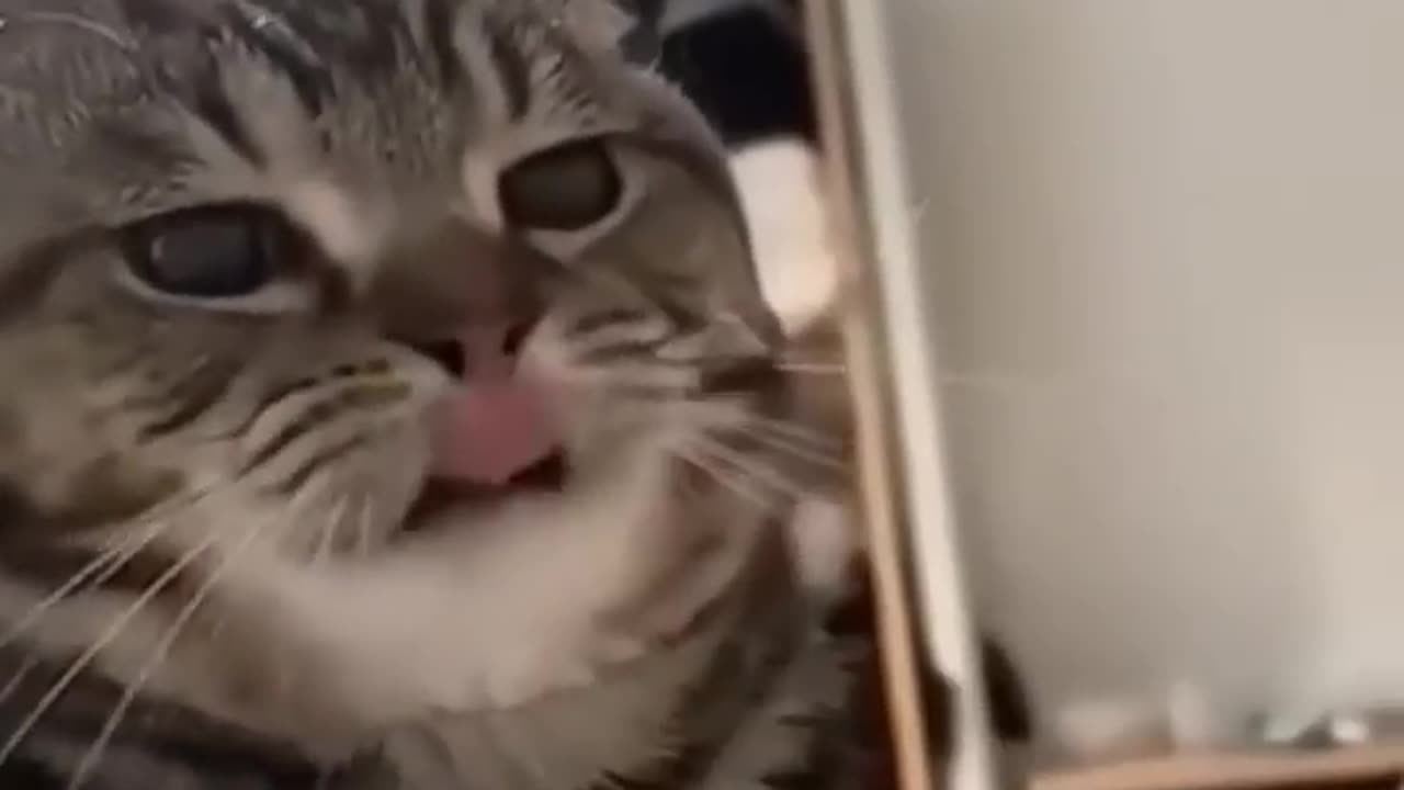 Funny Cat Fails #catfails