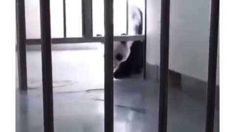 Baby panda reunited with its mama