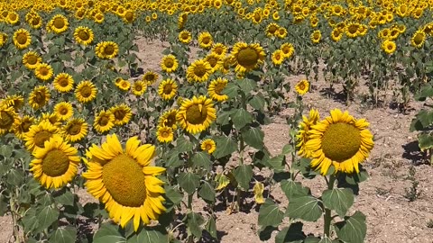Vibrant Sunflower Field Under Clear Blue Sky