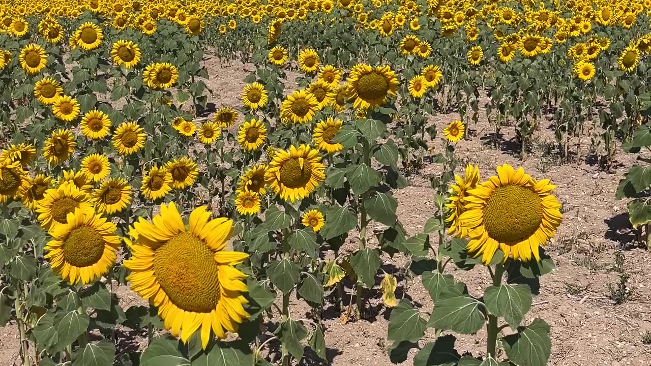 Vibrant Sunflower Field Under Clear Blue Sky