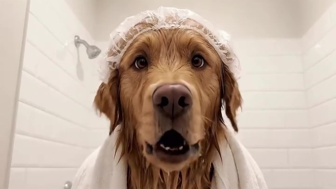 How to look after your pet. Do you agree?