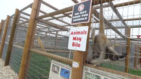 Mowgli kisses and a bow