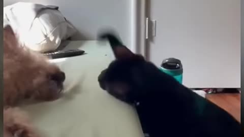 Cat Punch
