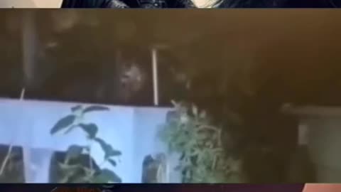 😱👹 Weird Large Creature Spotted—What Is It? | TheHauntingHour