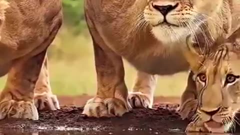 animals