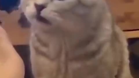 Adorable Cats Steal the Show: Funny & Heartwarming Moments