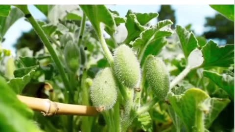 Squirting cucumber