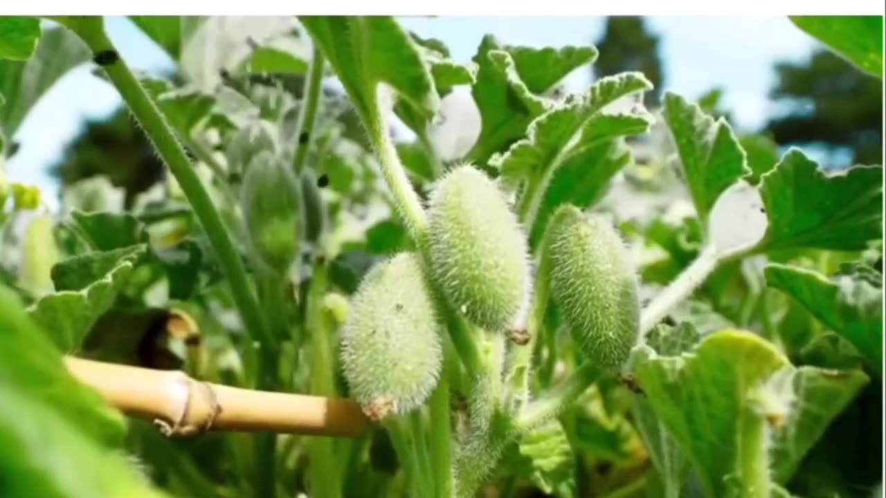 Squirting cucumber