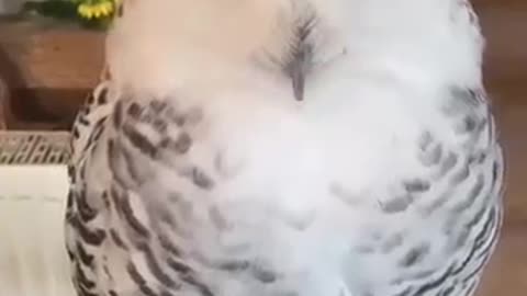 Funny and clingy Owls