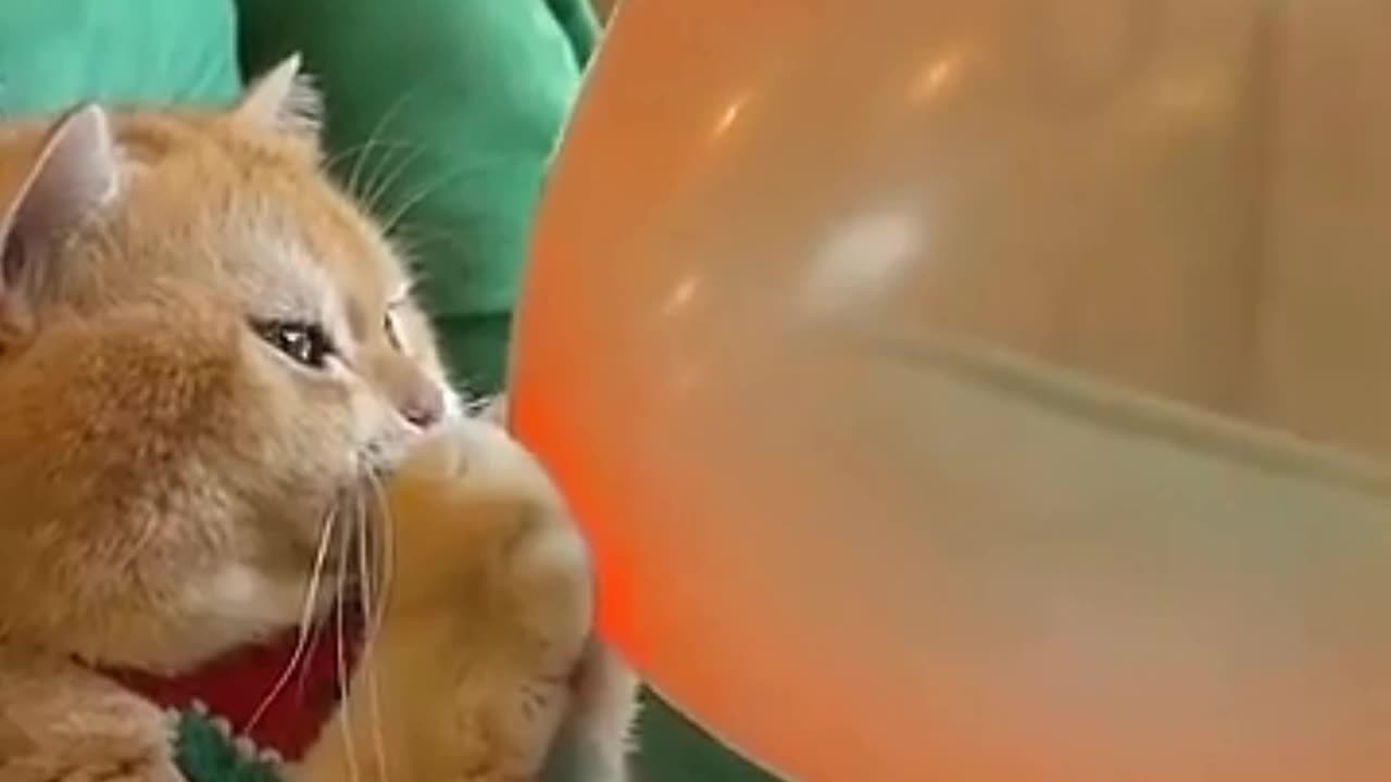" Hilarious Animal Moments That Will Make Your Day " #animal #viral
