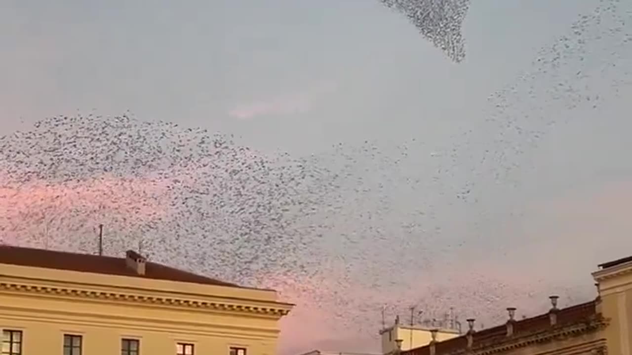 ballet of nature's angels! Nature at its best..and of course Puccini 🤗💕