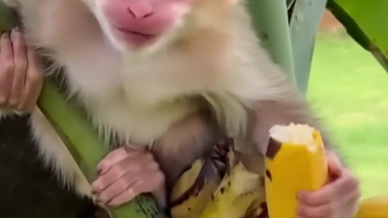 Lil monkey eat bananas & Smiles