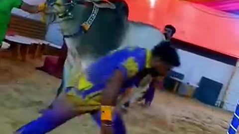 Trending: Angry kankrej ox of Hossain dairy farm 2023 #gowalbari #shorts #trendi