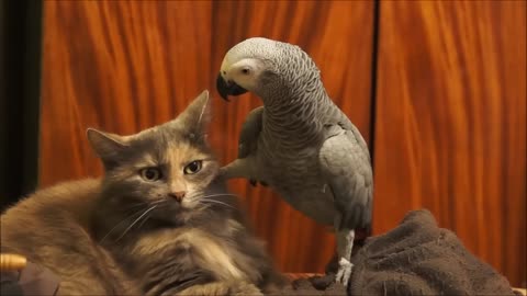 Parrot annoys cat