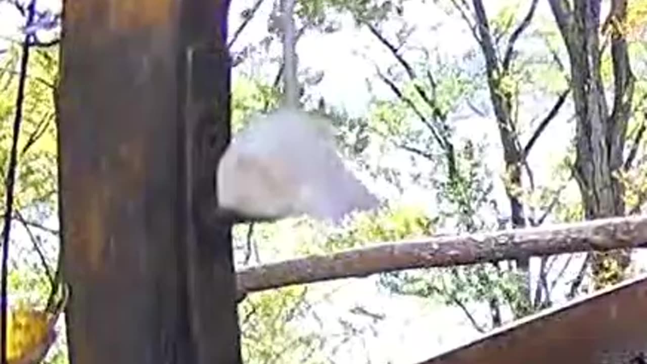 Strong wind makes it difficult for the tit to move 🐦🌪