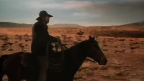 Cat Herders
