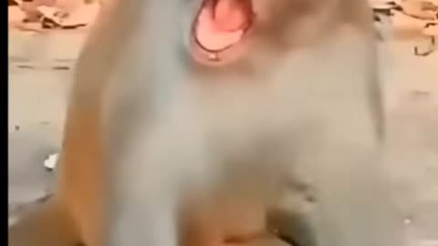funny baby 👶 video 🤷‍♀️😂 #comedy #funnymonkey #babyvoice #shorts