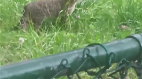 Cat video