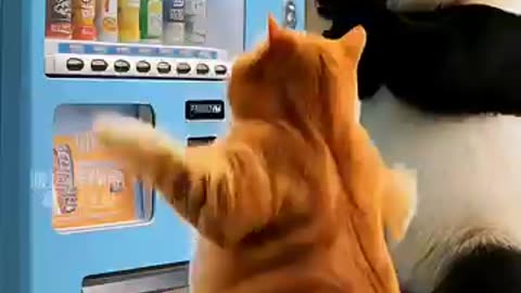 Cute cat story by Ai