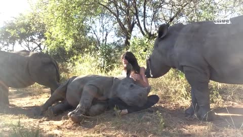Top Funniest Animal Videos