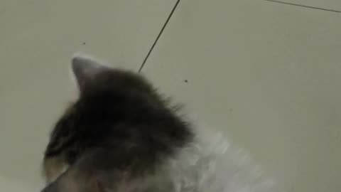 Kincy playing with feeding bottle 🍼 🐈