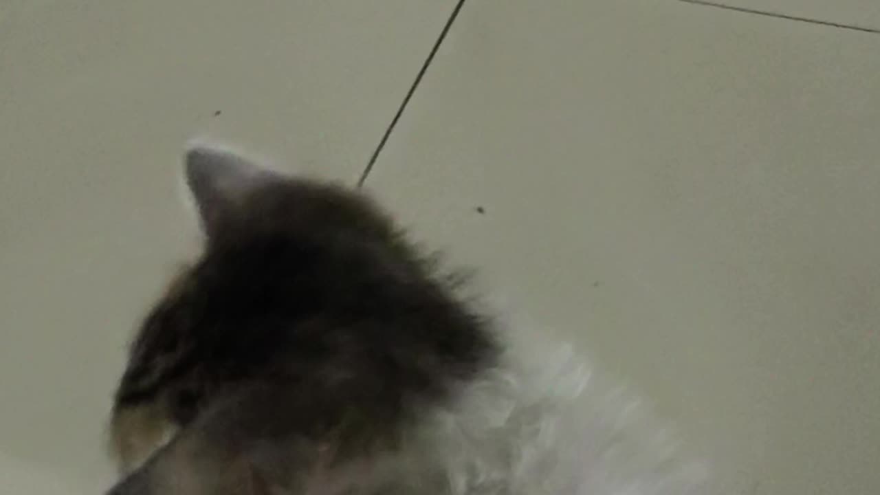 Kincy playing with feeding bottle 🍼 🐈