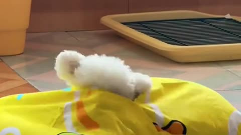 Dog's Comedy Videos 🤣 so cute videos 😍 funny videos 🤣 Live Camera HD video 😍