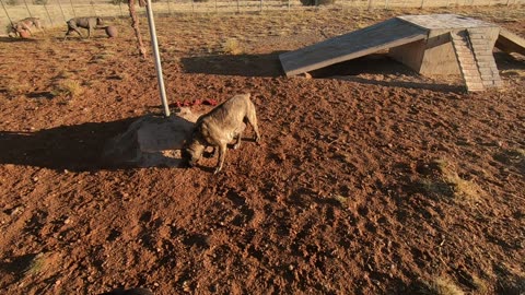 Dog Training: Beginning The "Out" On the Spring Pole (one option)