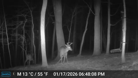 The Woods – 01/18/2026