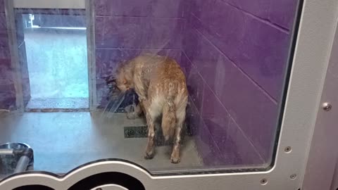 Bingo 1y Pet Id 947829 kennel 27 HSSAZ shelter I tried being more sensitive 2 his needs20250808210