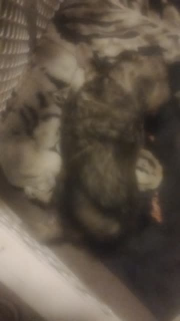 PuppyWrastlin' with SMelvin and Peaches