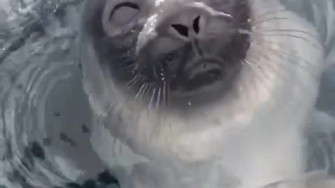 Seal comes up for air from under the Ice.