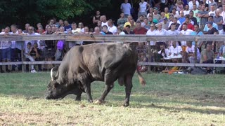 Golub od Dade vs Odžaba od Mušija Lisovići 2025