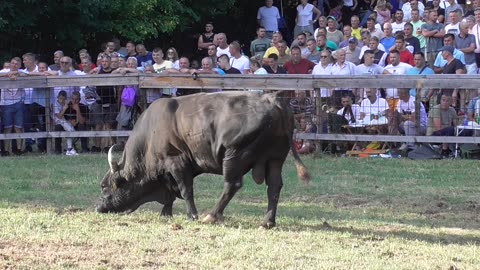 Golub od Dade vs Odžaba od Mušija Lisovići 2025