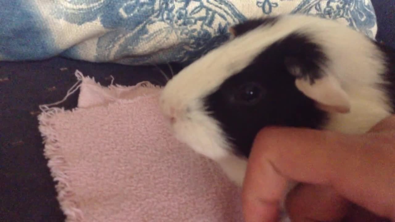 Robbie & Kirby _ My pet guinea pigs _ Joe Winko (May 7th 2014)