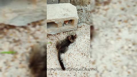Funny Little KITTENS Games
