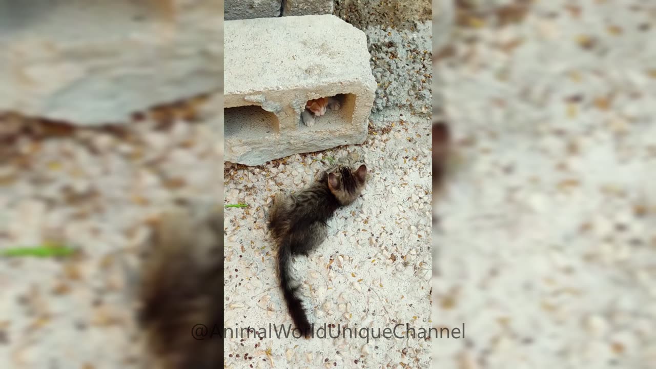 Funny Little KITTENS Games
