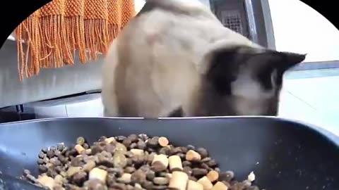 小猫咪带着它的绿蛇朋友一起吃饭