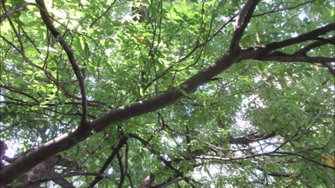 Hetuck Buckeye Tree August 2025
