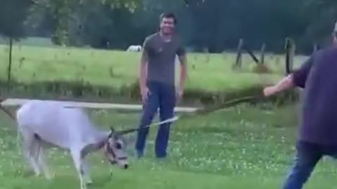 Latest funny videos on the day