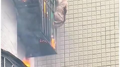 Cat in China survives fire