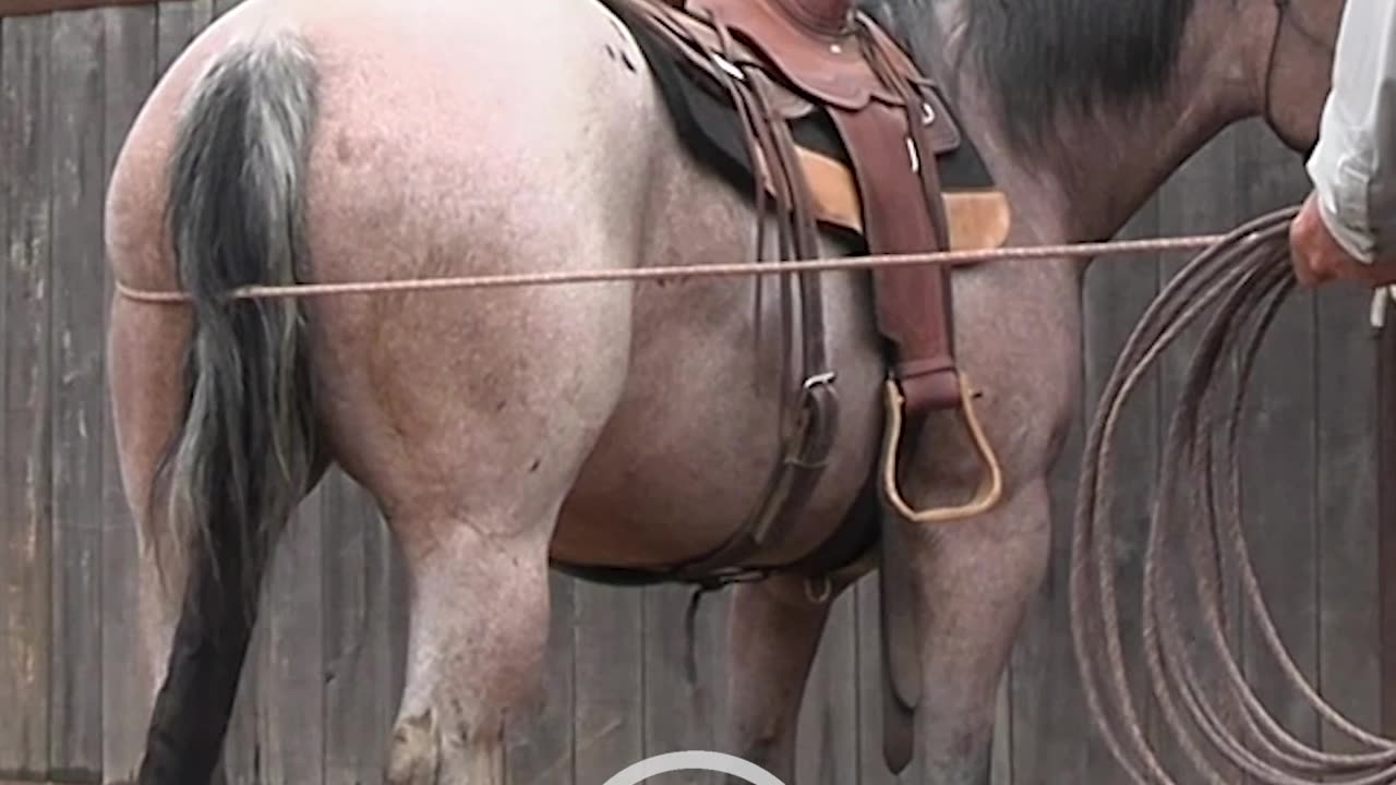 Some horses can take a little while before they get it.