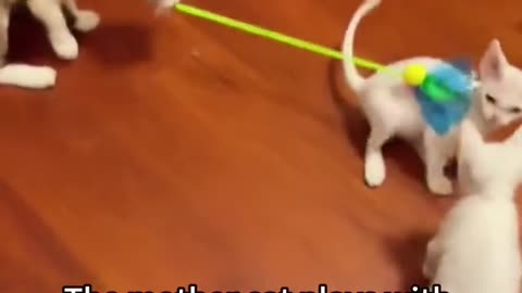 Funny cats