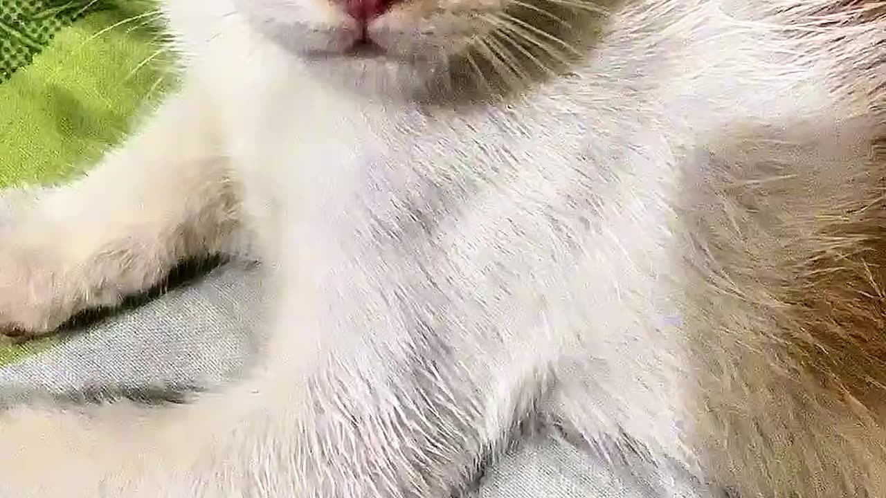 so cute cat