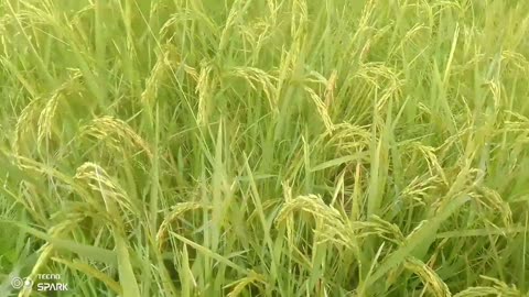 How Rice is Grown: Step-by-Step! 🌾💧 #FarmingShorts