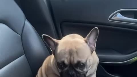Pug Takes Time for a Little Self Care in the Car